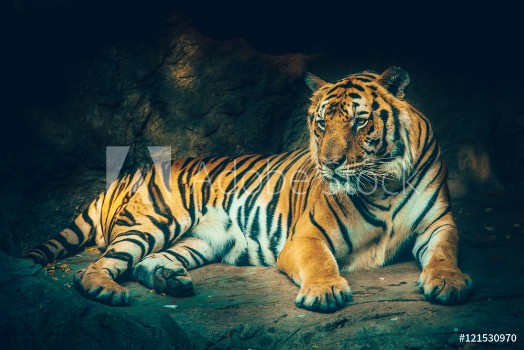 Picture of tiger with stone mountain background in dark grim majestic dangerous frightening feeling color effect